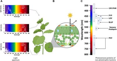 The power of light from a non-phototrophic perspective: a phyllosphere dilemma